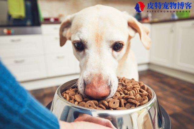 狗一天吃几顿，吃多少斤食物（根据狗狗年龄和品种衡量喂食次数？）