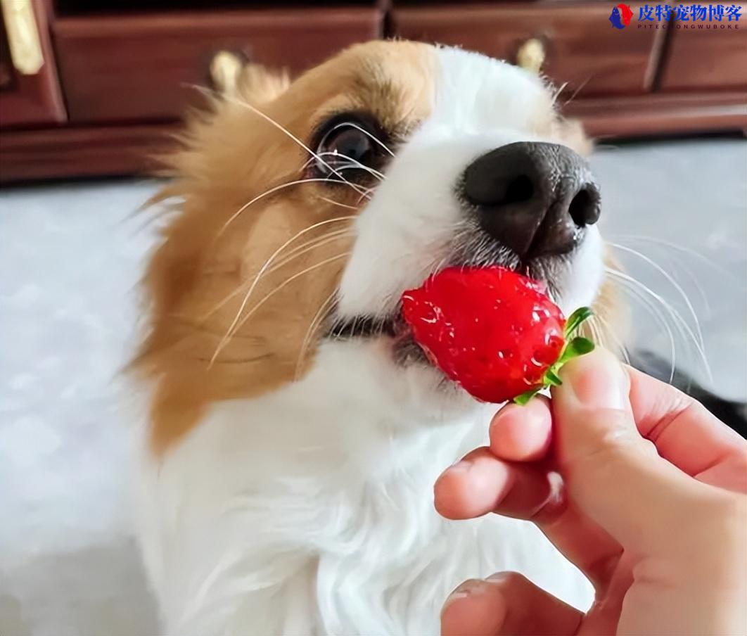 狗能吃火龙果不，吃火龙果会怎么样（分析狗狗对于火龙果的消化能力）