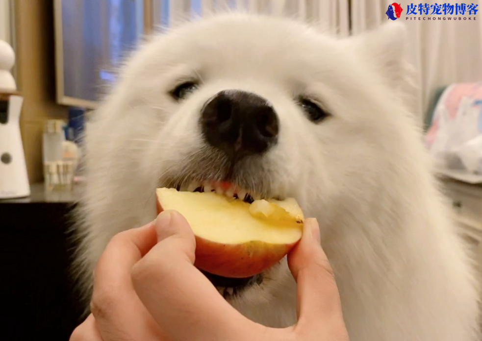 狗能吃火龙果不，吃火龙果会怎么样（分析狗狗对于火龙果的消化能力）