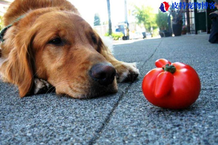 狗能吃番茄吗生的为什么（可以适量喂食生熟番茄）