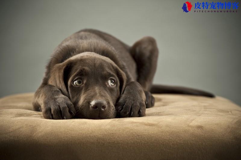 狗胰腺炎的症状，什么原因造成的 - 详解狗狗胰腺炎的症状与处理方法