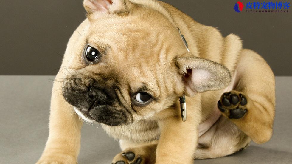狗狗背上有个凸起的硬包 - 了解狗狗背上凸起的硬包是什么症状