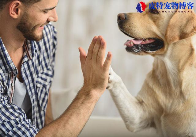 狗胰腺炎的症状，什么原因造成的 - 详解狗狗胰腺炎的症状与处理方法