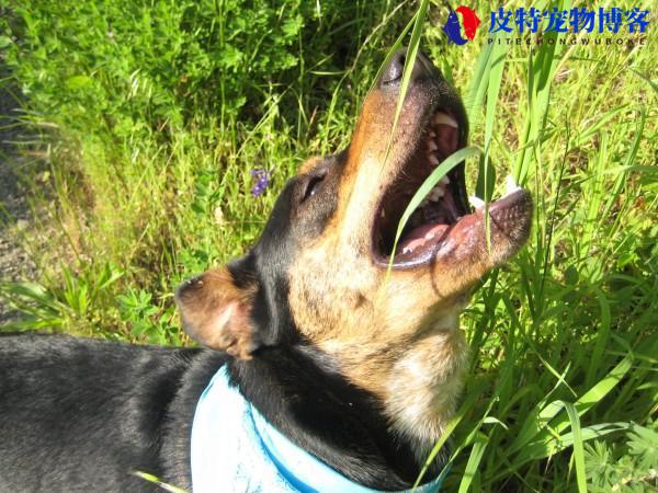 狗狗吃草呕吐黄沫和草的原因，需要补充什么（分析狗狗吃草呕吐的原因）