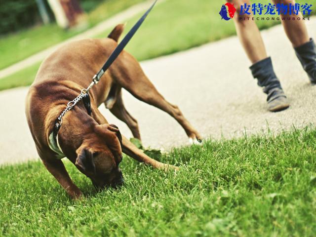 狗狗吃草呕吐黄沫和草的原因，需要补充什么（分析狗狗吃草呕吐的原因）