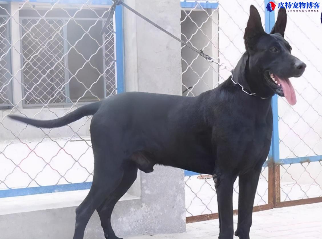 中国黑色狗的品种有哪些（了解黑色狗常见品种）
