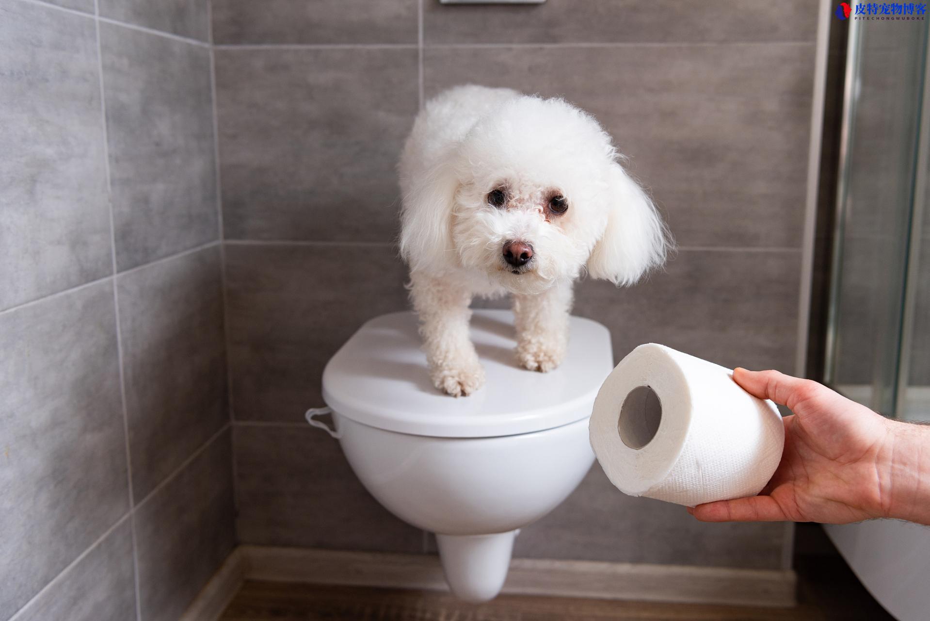 怎么训练狗狗上厕所在固定的地方（建立犬类定点排便习惯的训练技巧）