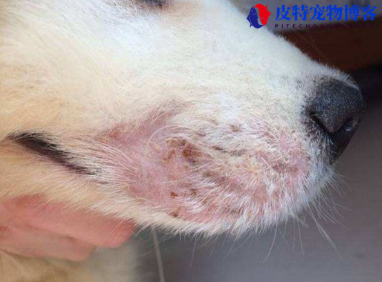狗耳朵边缘真菌结痂图，狗狗6种皮肤病图片 识别