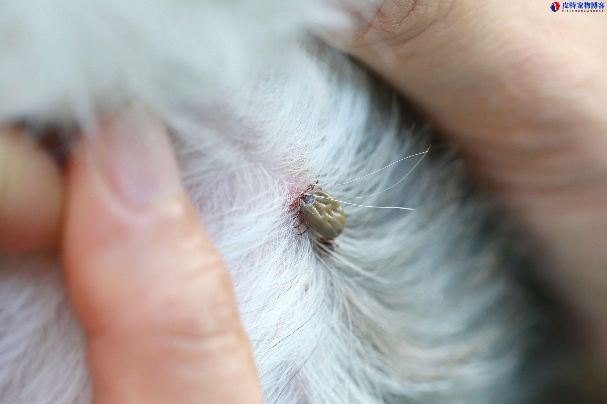狗狗被蜱虫咬了有什么症状，怎么办（症状及处理方法）
