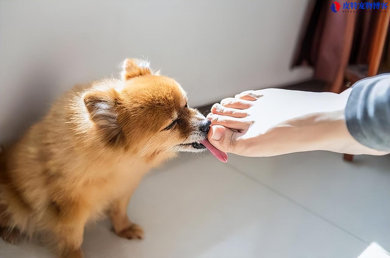狗喜欢舔人代表什么心理问题（狗行为解读与犬主关系）