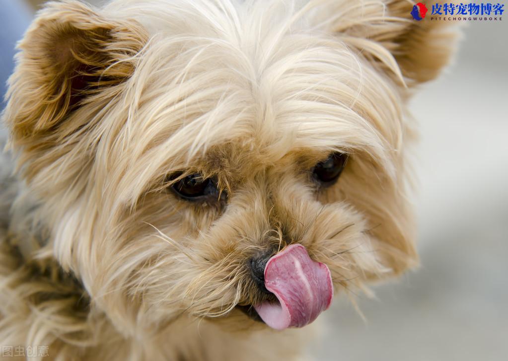 小狗吐舌头代表什么，吐舌头喘气特别快（解读小狗吐舌头的含义）