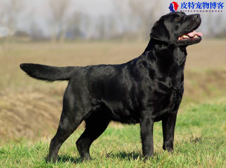 中国黑色狗的品种有哪些（了解黑色狗常见品种）