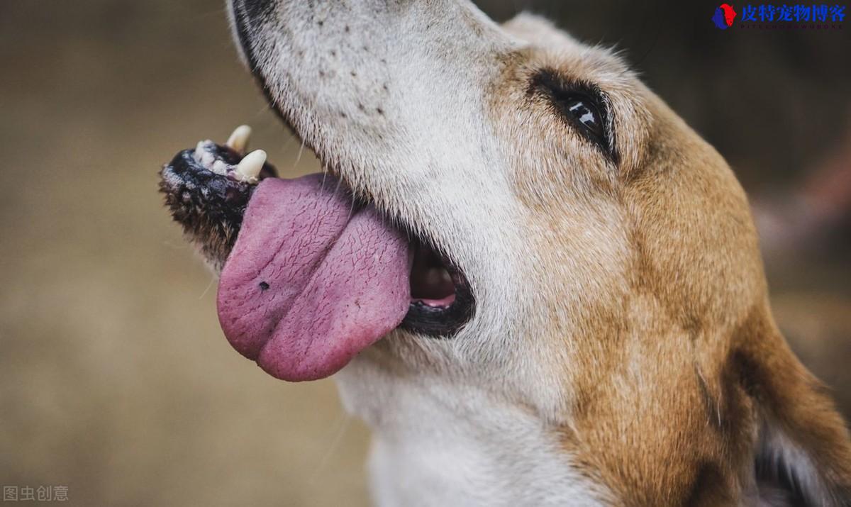 小狗吐舌头代表什么，吐舌头喘气特别快（解读小狗吐舌头的含义）