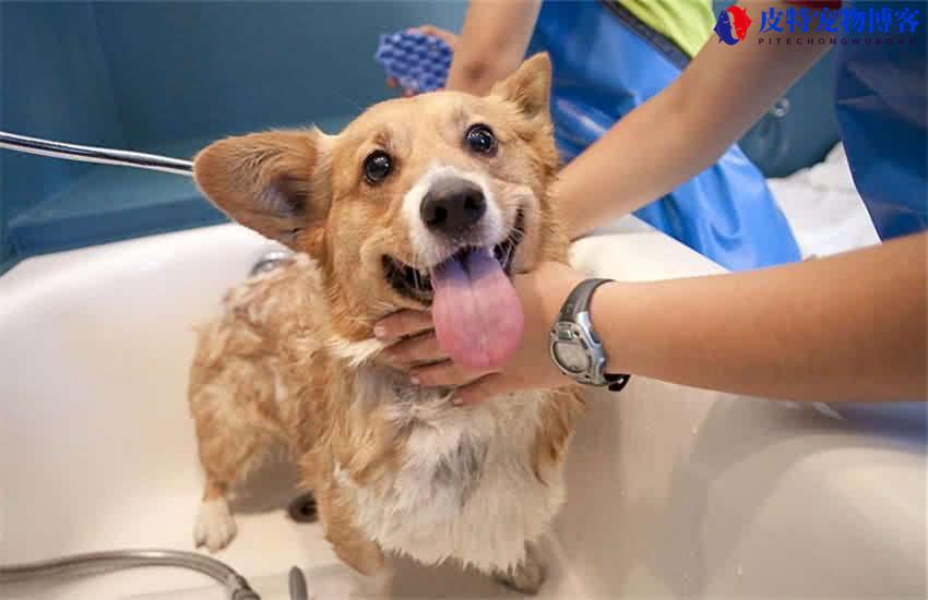人用的沐浴露狗狗能用吗，人用的洗发水狗狗能用吗有毒吗