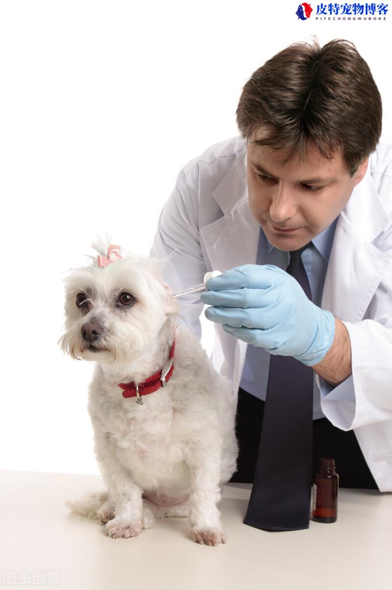 狗狗治耳螨的药最简单的方法（介绍治疗狗耳螨病的简便方法和有效药物）