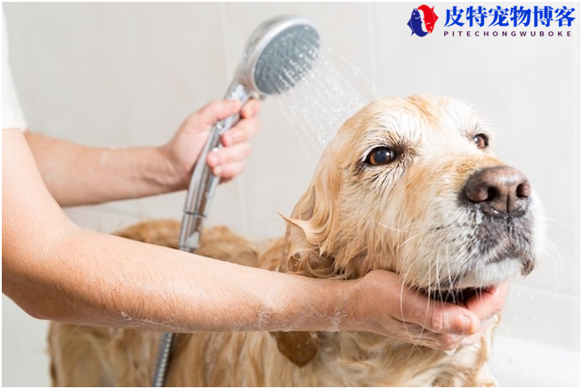 人用的沐浴露狗狗能用吗，人用的洗发水狗狗能用吗有毒吗