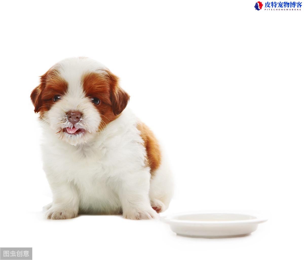 小狗多久断奶可以吃辅食，狗狗吃的挺多但很瘦是什么原因