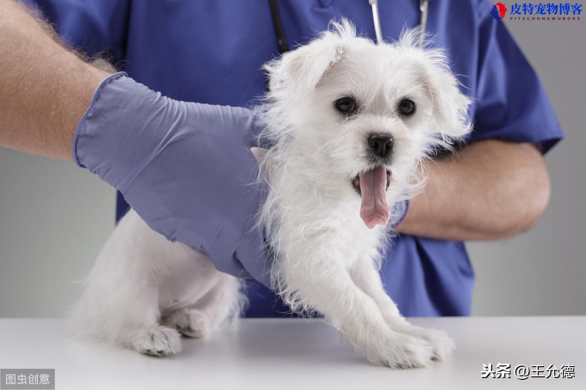 得了细小病毒的狗狗能活多久（分析狗狗细小感染对寿命的影响和护理建议）