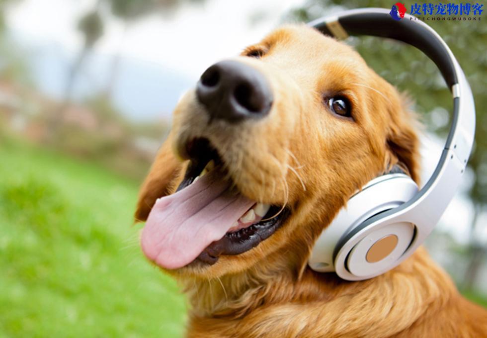 狗狗听的音乐有什么反应（了解狗狗喜欢的音乐类型及其效益）