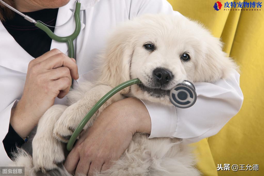 得了细小病毒的狗狗能活多久（分析狗狗细小感染对寿命的影响和护理建议）