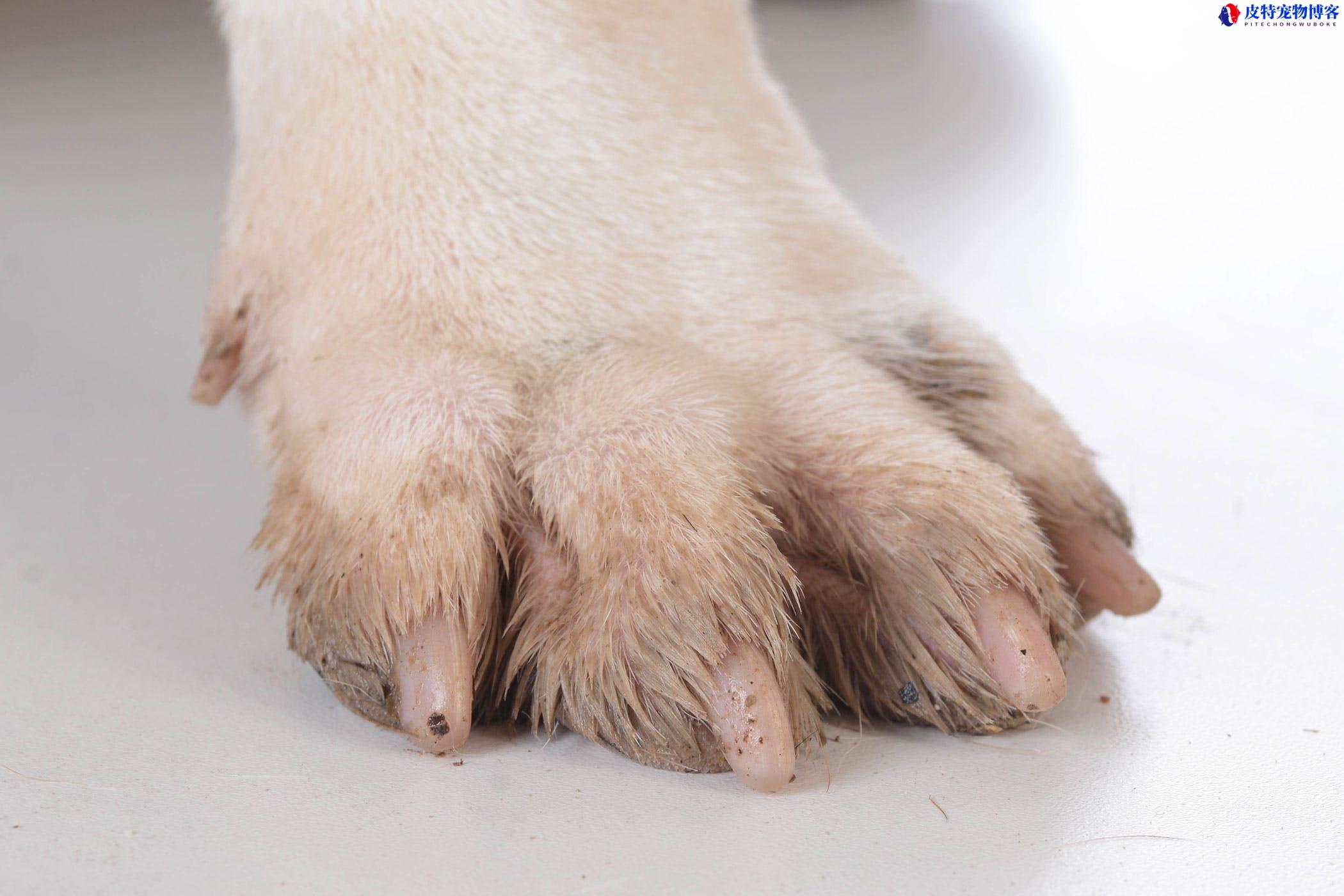 狗有几个脚趾头犬有多少个，狗狗有5个脚趾有什么说法