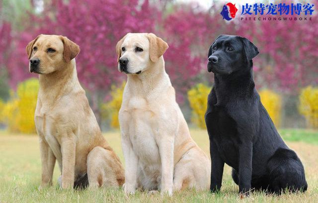 名狗有哪些品种大型犬图片及价格，名犬品种大全及图片名字