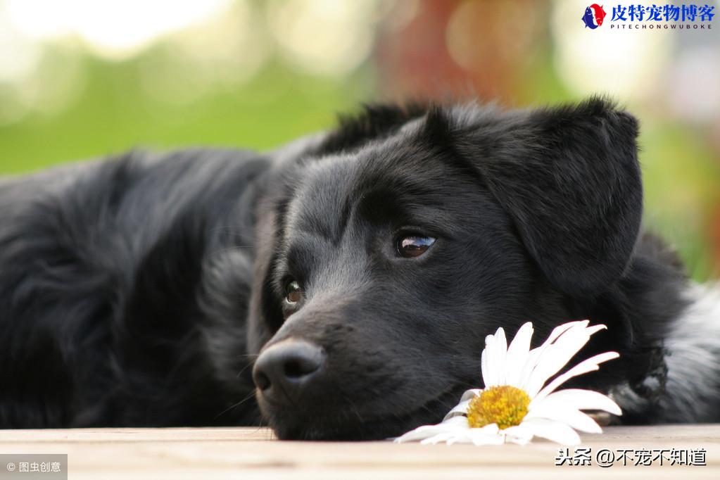 狗狗子宫发炎的图片和症状，狗狗子宫蓄脓早期有什么症状