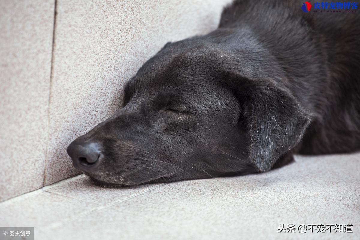 狗狗子宫发炎的图片和症状，狗狗子宫蓄脓早期有什么症状