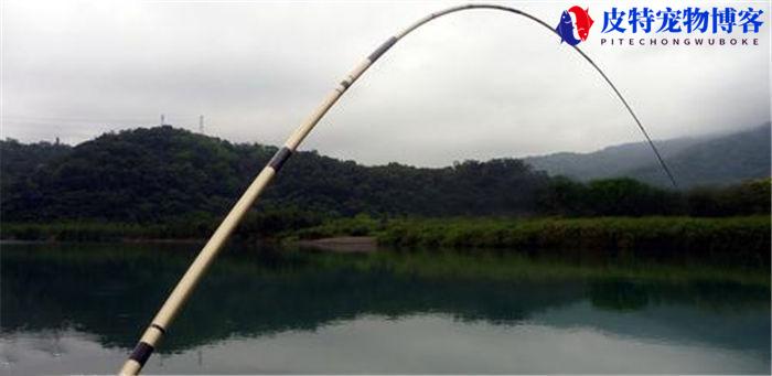 野钓大鱼选什么手竿好，用什么调性的鱼竿合适，5h鱼竿是多少调性的