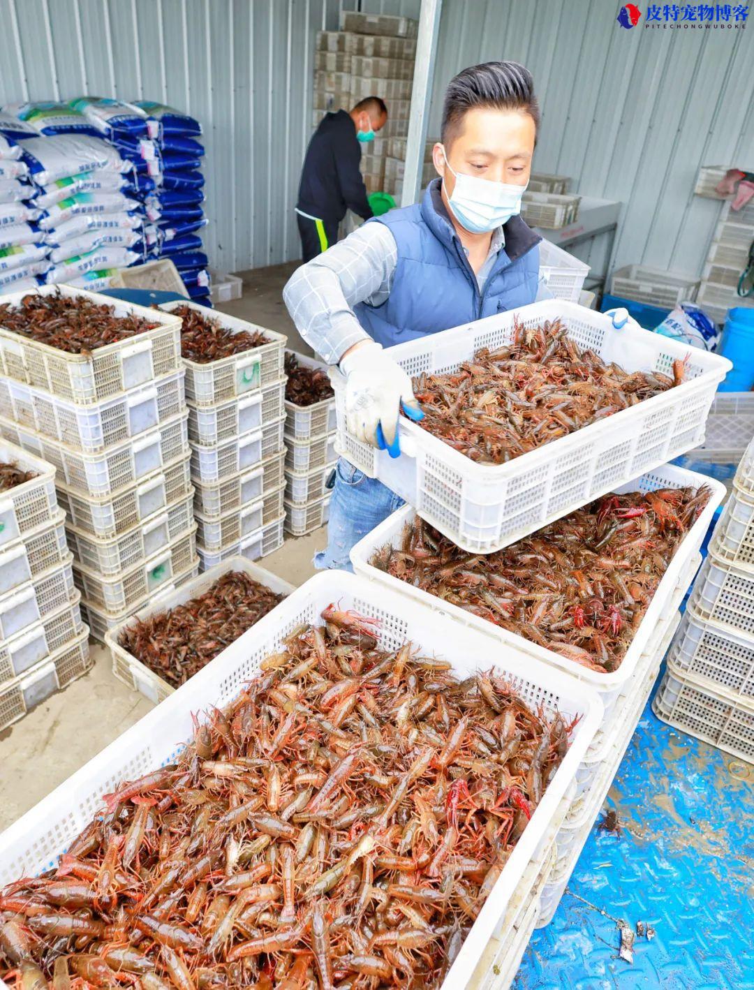 苏州园区哪里可以钓龙虾，苏州小龙虾一般什么季节出来