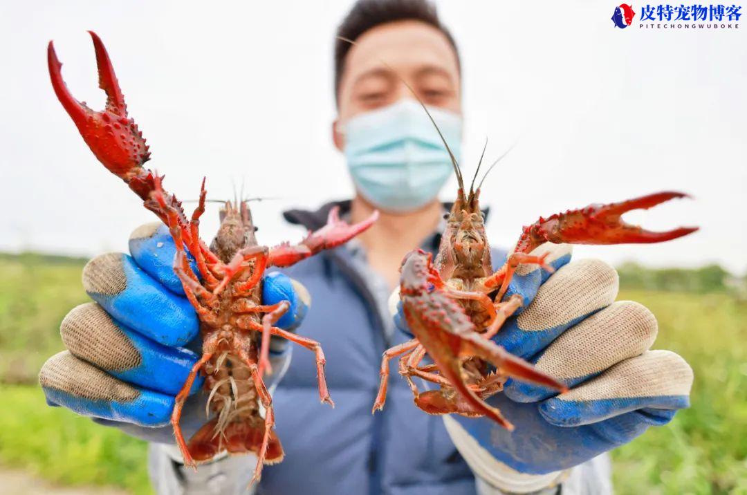 苏州园区哪里可以钓龙虾，苏州小龙虾一般什么季节出来