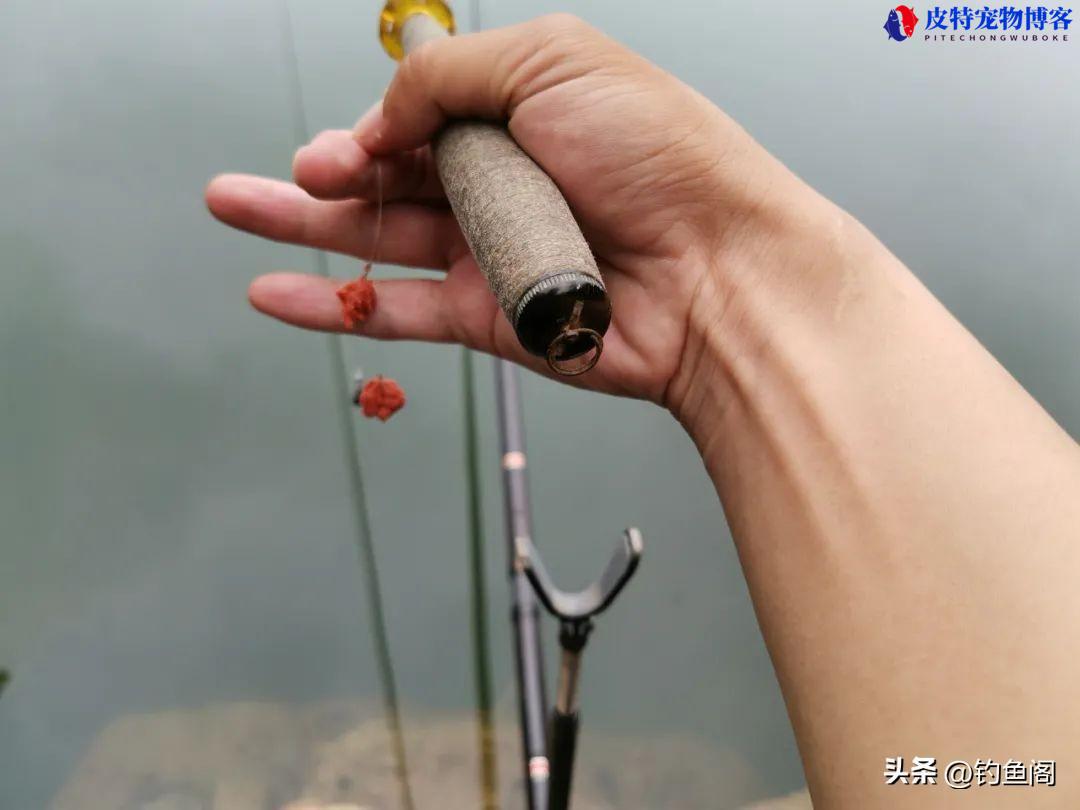 夏季钓鱼用什么味型饵料，天气热用腥饵还是香饵