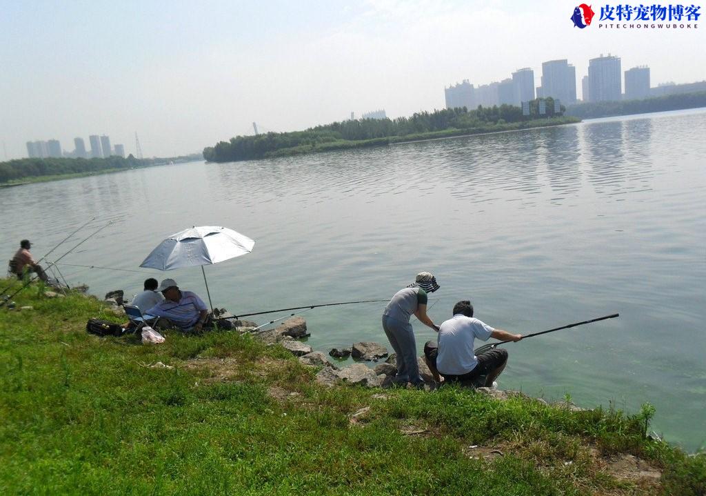 野钓买几米鱼竿最实用，用几米的杆子合适，钓大鱼用什么调性鱼竿
