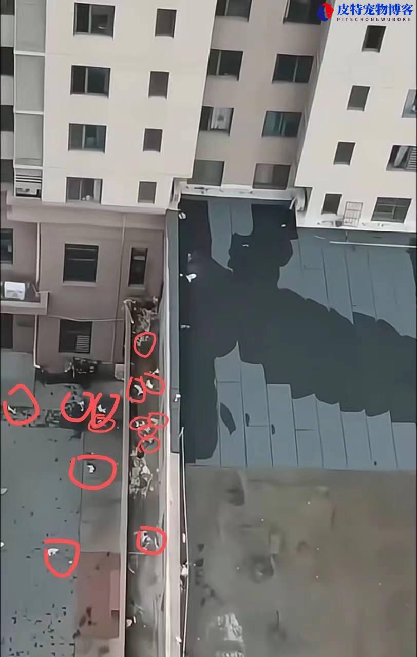 天津一小区15只猫坠亡 警方回应了吗，天津多只猫被从高空抛下的视频