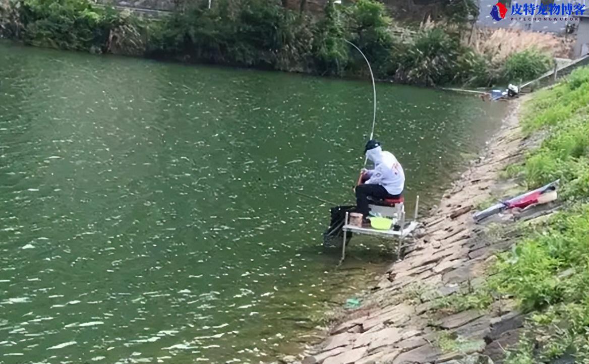 夏天中午能钓鱼吗?怎么才能钓到，午鱼钓法