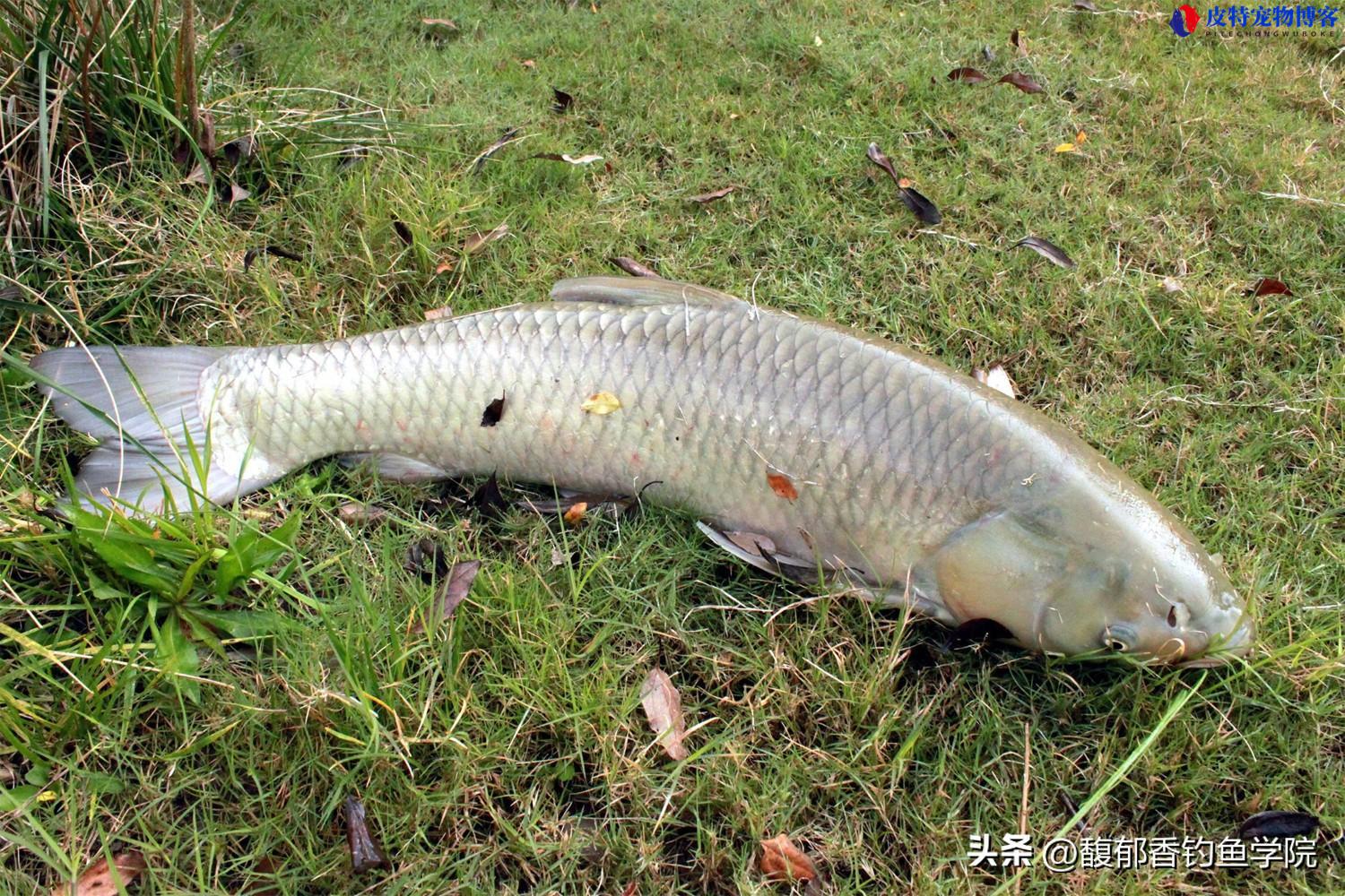 草鱼在河里什么位置，什么时候钓最好，钓草鱼打窝方法和技巧