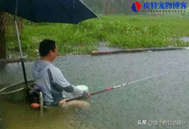 夏季雨天钓鱼钓深还是浅 (讨论在雨天钓鱼时应选择深水还是浅水)