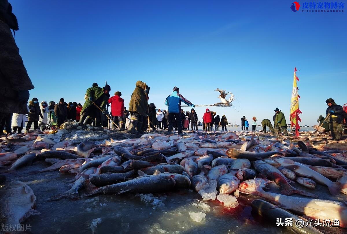 水深2米一亩可养多少鱼不投喂，能出多少斤鱼，黑龙江查干湖冬季捕鱼