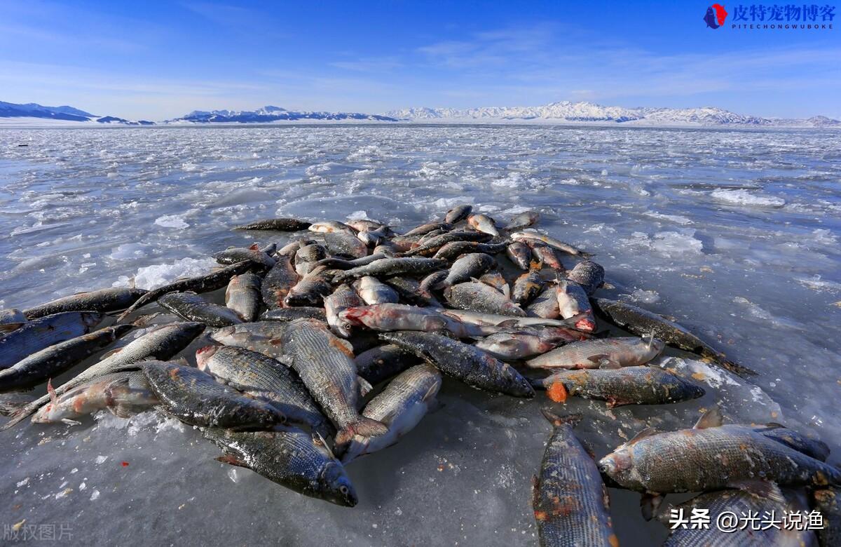 水深2米一亩可养多少鱼不投喂，能出多少斤鱼，黑龙江查干湖冬季捕鱼
