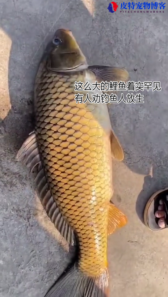 金色鲤鱼哪里钓比较好，广州珠江那一段好钓鱼