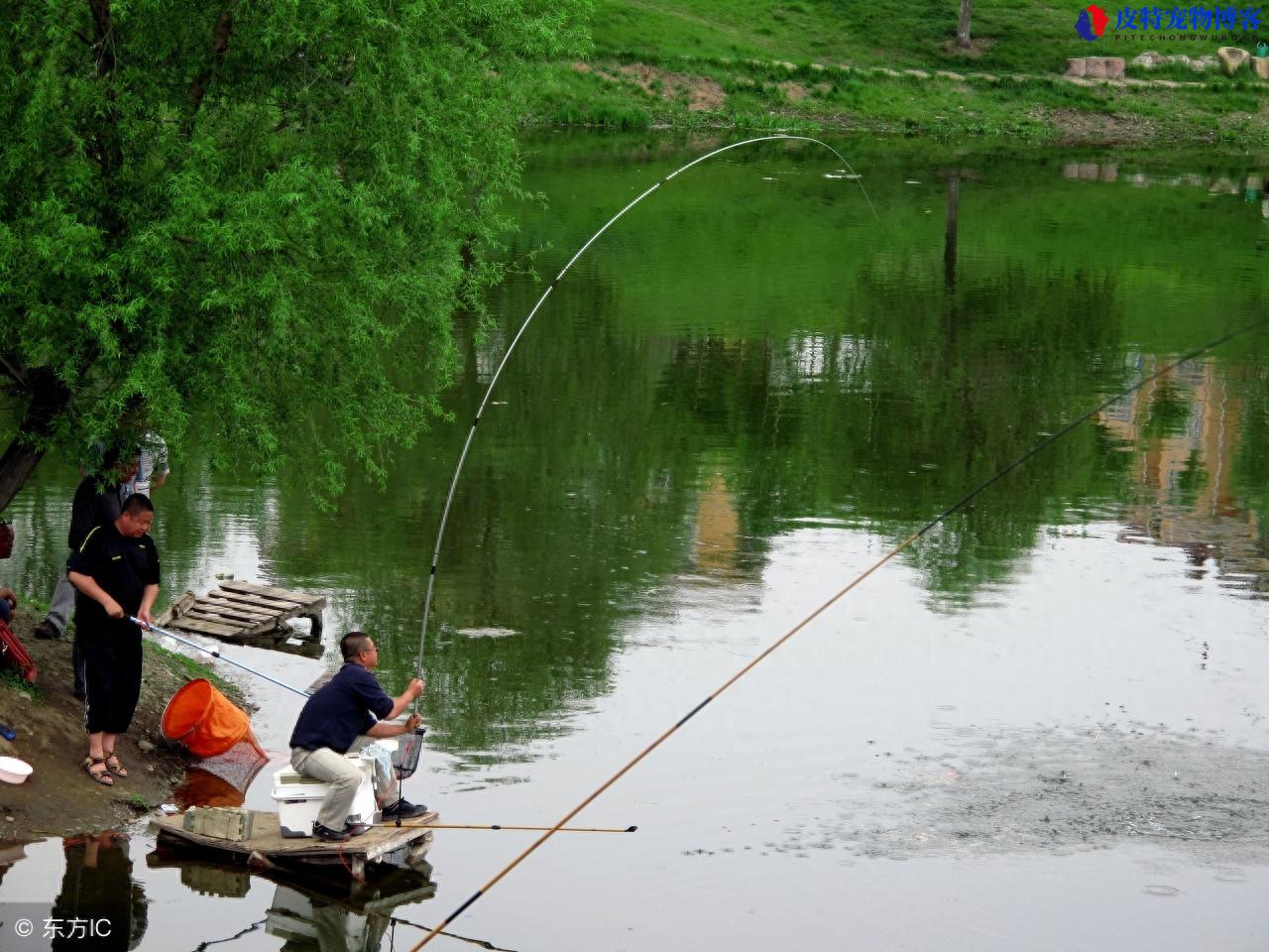 手竿钓鱼技巧图解大全，手竿钓鱼有几种钓法，钓鱼新手用什么鱼竿好