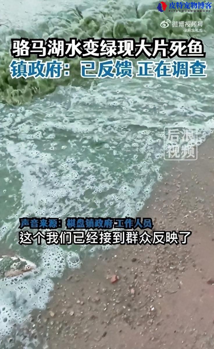 江苏景区潜藏危机：满眼翠绿背后的无头鱼惨案!