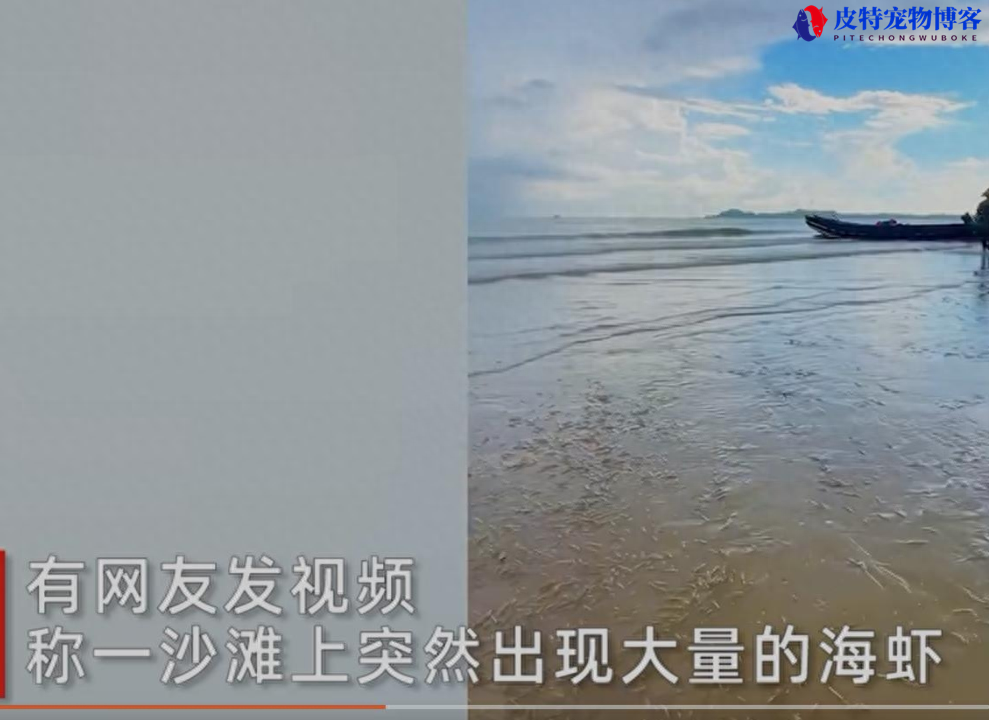 核辐射的未知威胁? 揭秘广东海滩海虾潮的原因