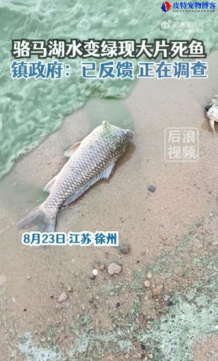 江苏景区潜藏危机：满眼翠绿背后的无头鱼惨案!