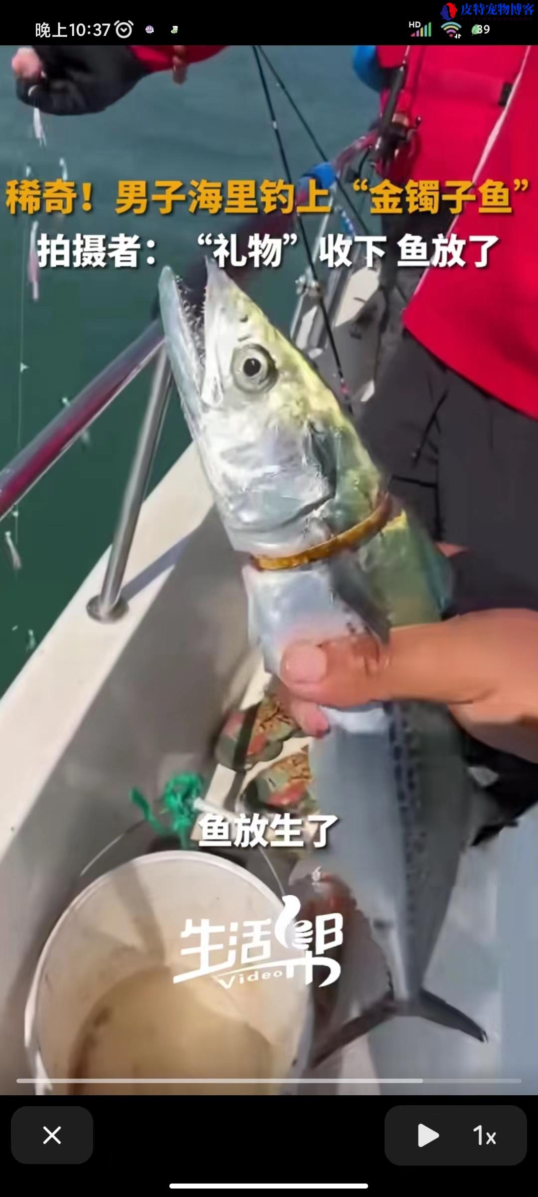 男子意外海钓“金镯子鱼”，网友惊呼：一条鱼换一个珠宝的命运！