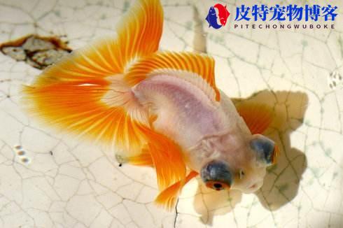 金鱼的种类都可以混养吗，金鱼的颜色有几种，不同品种的金鱼能混养吗