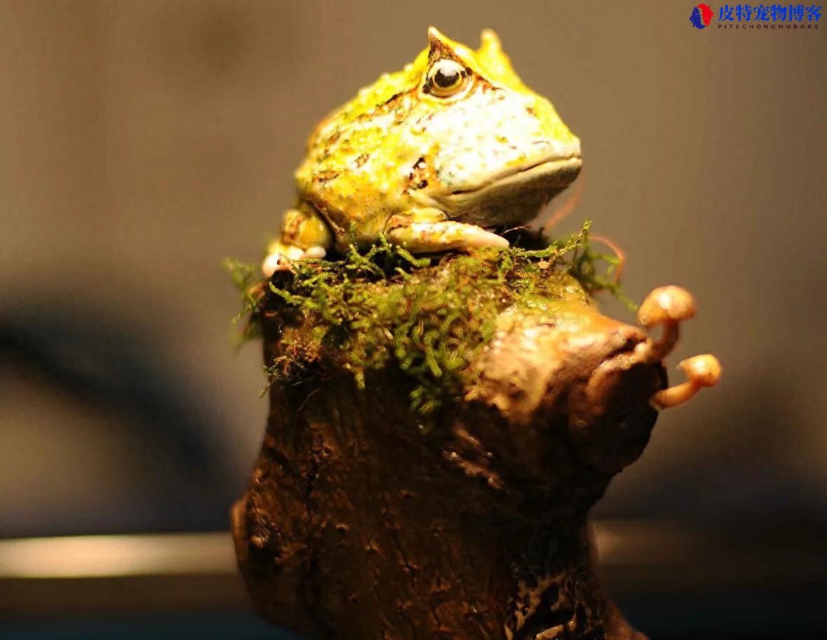 角蛙不吃东西怎么办一个月了，不吃东西能强塞吗，角蛙不吃食物怎么办