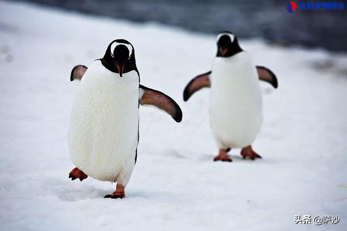 企鹅为什么不怕冷原因，企鹅怕热吗，为什么企鹅可以在寒冷的南极生活
