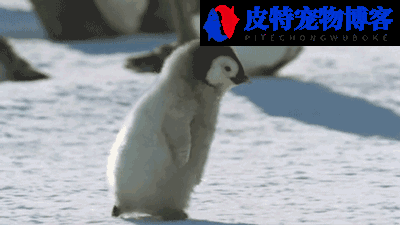 企鹅为什么不怕冷原因，企鹅怕热吗，为什么企鹅可以在寒冷的南极生活