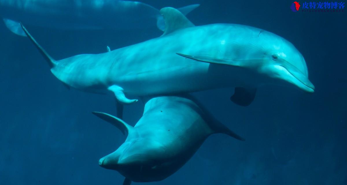 雄海豚的那个大吗，海豚雄性身体结构是什么，鲨鱼的生殖方式有哪些